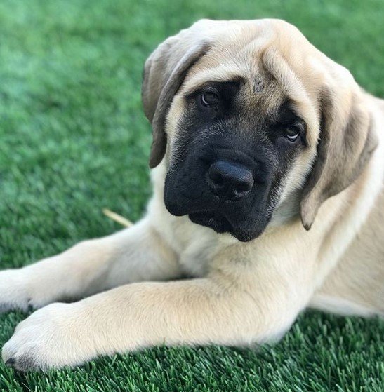 A Mastiff puppy lying on the grass
