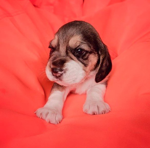 Beagle puppy on a red blanket