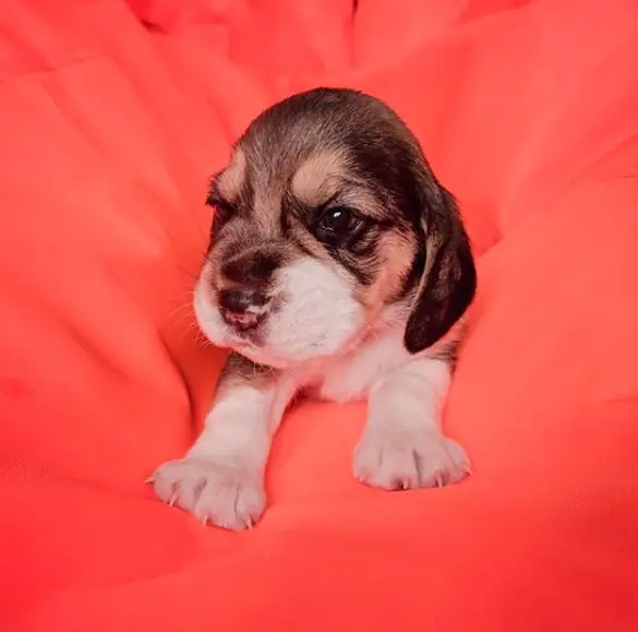 Beagle puppy on a red blanket