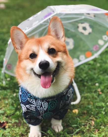 A Corgi wearing a sweater while standing on the grass and with an umbrella behind him