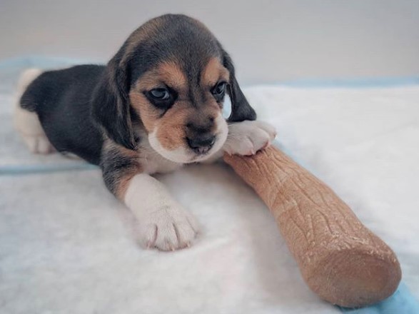 Beagle lying on its bed with its toy