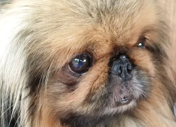 face of a brown Pekingese 
