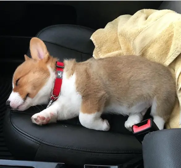 Corgi sleeping soundly in the passenger seat