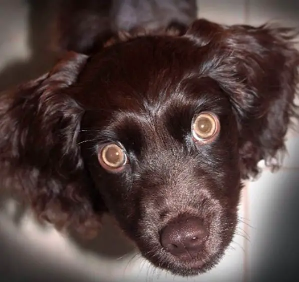 A Boykin Spaniel puppy sitting on the floor while looking up with its round big eyes