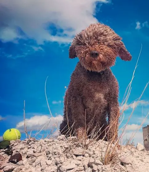A brown Lagotto Romagnolo sitting on the ground beside a tennis ball under the blue sky