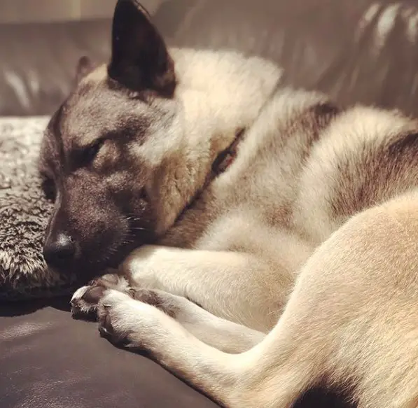 A Norwegian Elkhound Dog sleeping on the couch