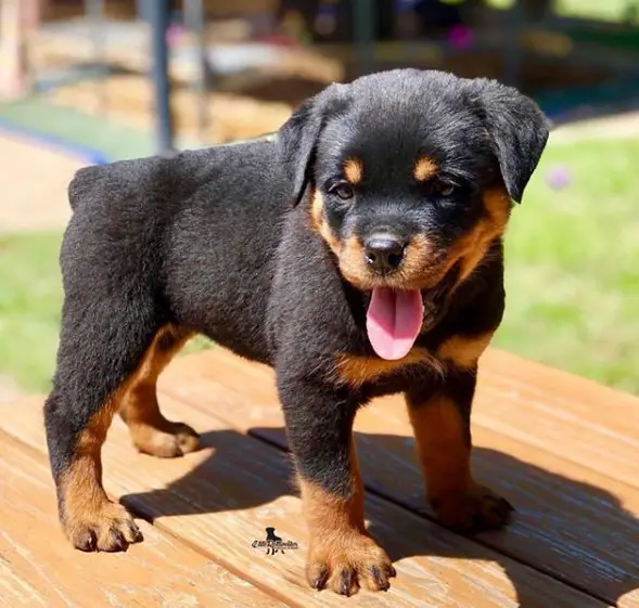 Rottweiler puppy standing on top of the wooden table while panting under the sun