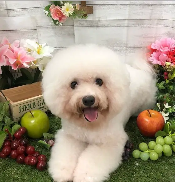 a smiling Bichon Frise lying down on the grass with flowers and fruits
