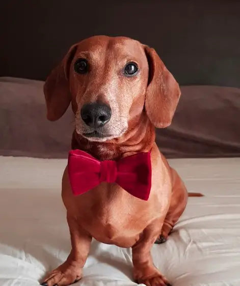 Dachshund sitting on top of the bed wearing a cute red ribbon necktie