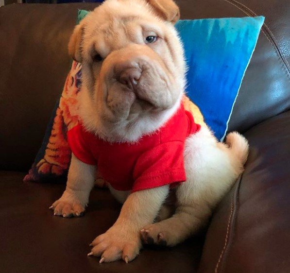 Shar Pei wearing a red shirt while sitting on the table