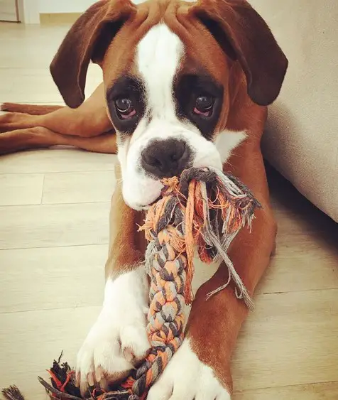 A Boxer puppy lying on the floor with a tug toy in its mouth