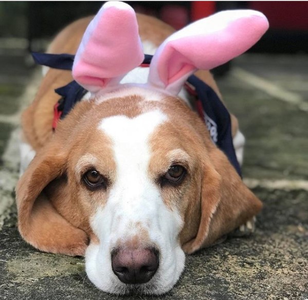 Basset Hound lying down on the floor with its bunny ears