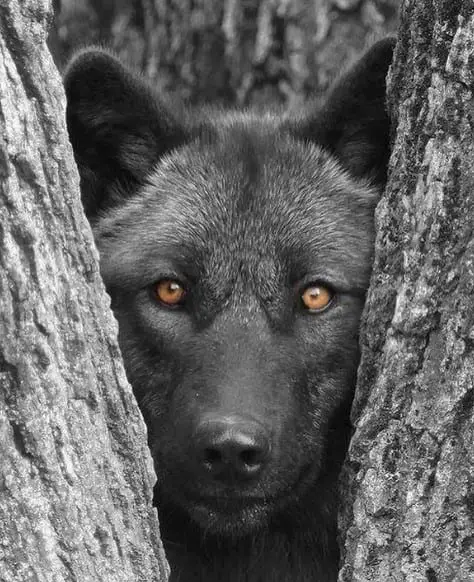 wolf face in between the trunk of a tree