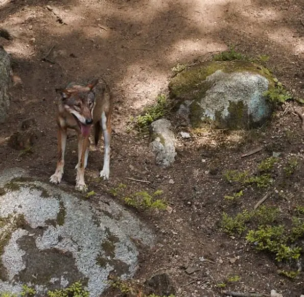 A Wolf standing on the ground in the forest