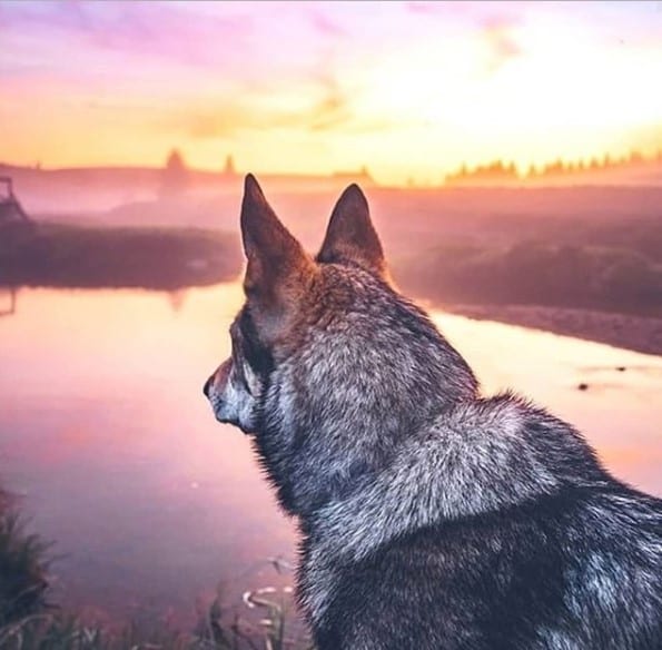 Wolf looking at the lake in a beautiful sunset