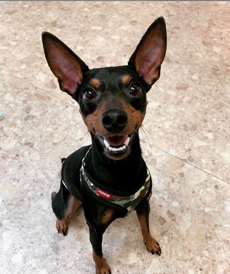 A happy Miniature Pinscher sitting on the floor