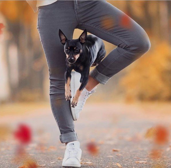 A woman standing with one feet forming a number four with its legs with a Miniature Pincher jumping through the hole