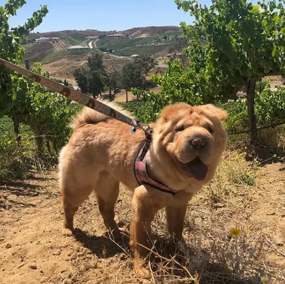 gold Shar Pei dog taking a walk in mountain