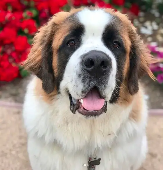A St. Bernard Dog sitting on the pavement with flowers behind him