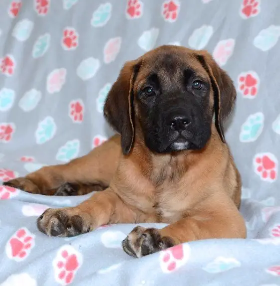 A Mastiff puppy lying on the couch