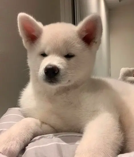 A white Akita Inu lying on the bed