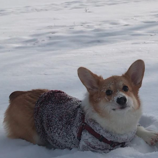 A Corgi wearing a jacket while lying in snow