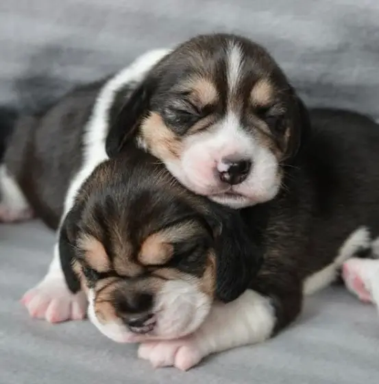 Beagle puppy sleeping with its head on top of a puppy
