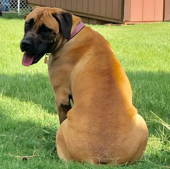 A Mastiff sitting on the grass while turning its head to the back