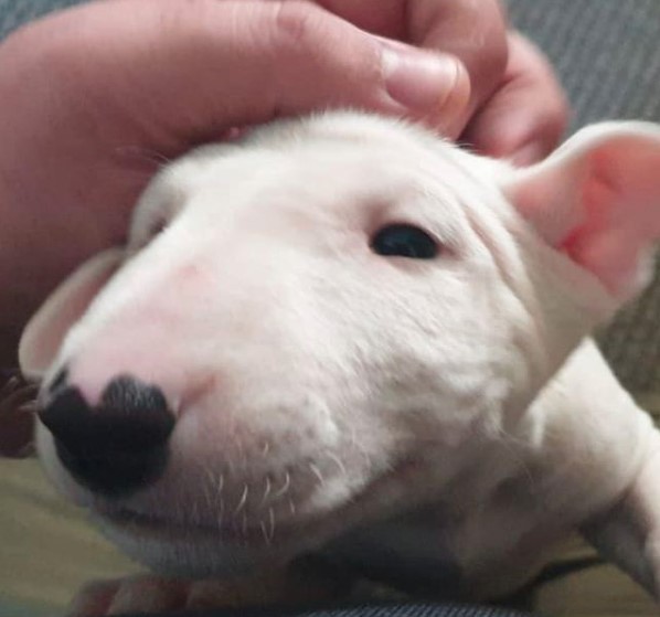 An adorable Bull Terrier Puppy being pet on the head