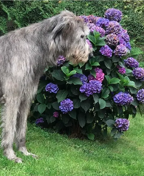 An Irish Wolfhound smelling the flowers in the garden