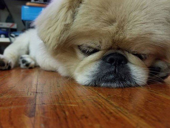 Pekingese sleeping on the floor