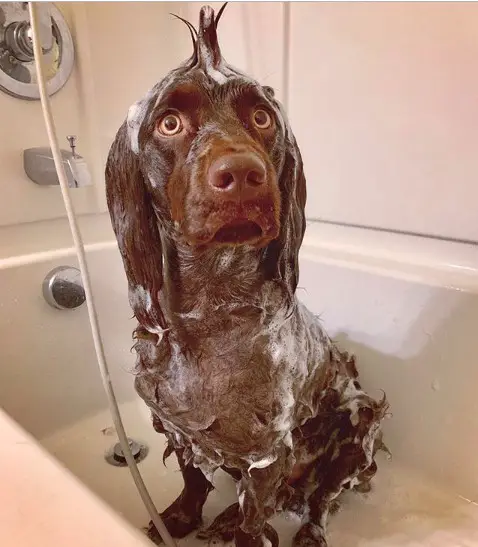 A Boykin Spaniel with bubbles all over its head and body while sitting inside the bathtub