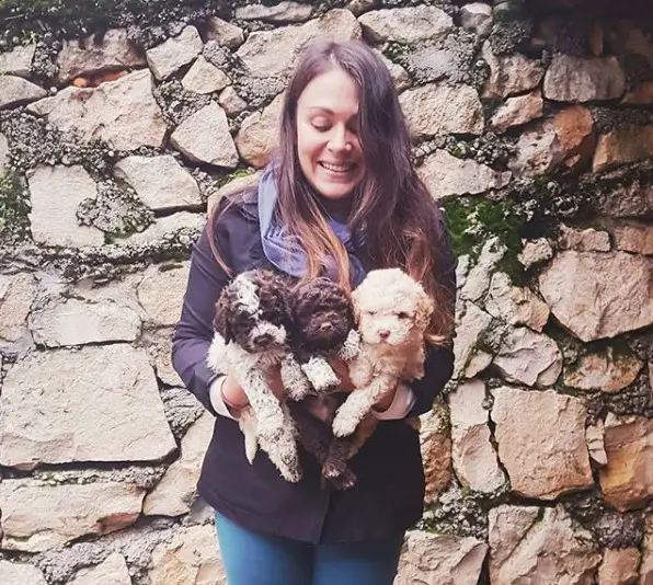 A woman holding three Lagotto Romagnolo puppies