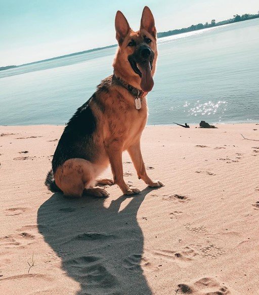 A German Shepherd sitting by the seashore