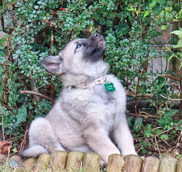 A Norwegian Elkhound puppy sitting in the grass while looking up