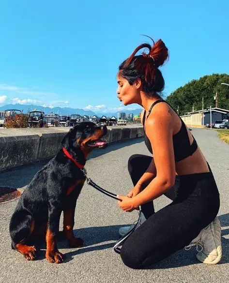 Rottweiler sitting on the pavement while waiting for its human's kiss