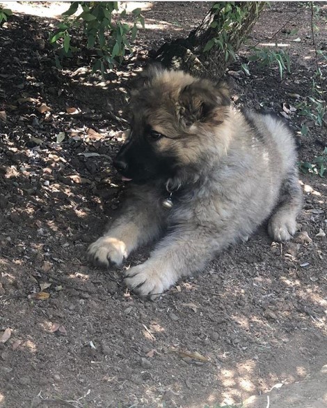 A German Shepherd puppy lying down on the ground in the garden