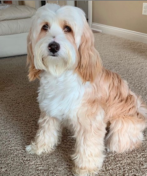 A Tibetan Terrier sitting on the floor