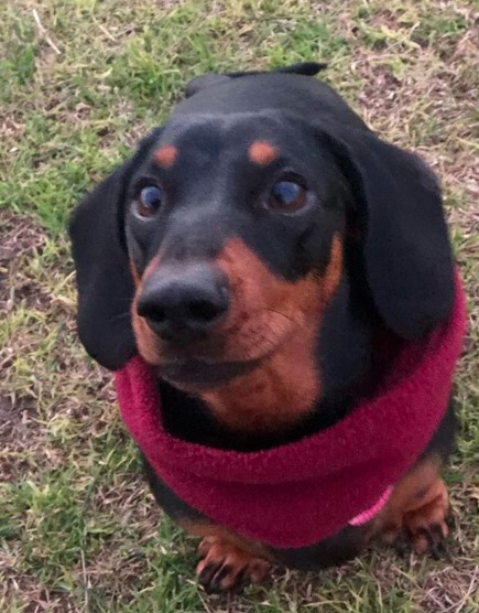 Dachshund wearing a red fluffy neck cover or scarf