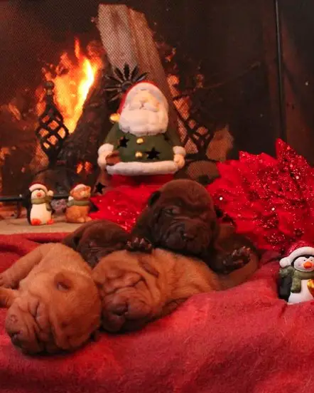 Shar Pei puppies sleeping soundly in their bed
