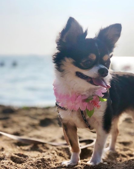 Chihuahua wearing pink flowers around its neck while standing on the snow