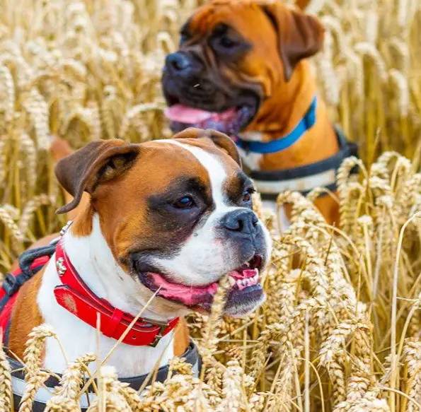 two Boxers sitting in the wheat field