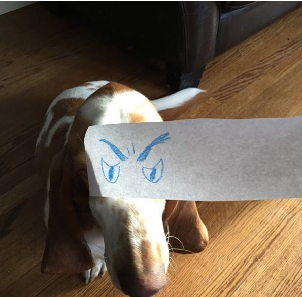 Basset Hound sitting on the floor behind a paper with a drawing of an angry eyes