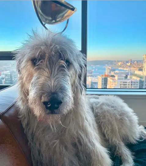 An Irish Wolfhound lying on the chair beside the window