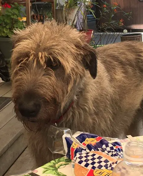 An Irish Wolfhound standing behind the table
