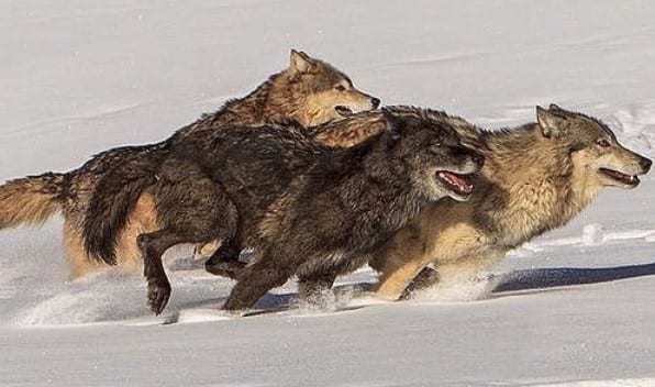 pack of three wolves running in snow
