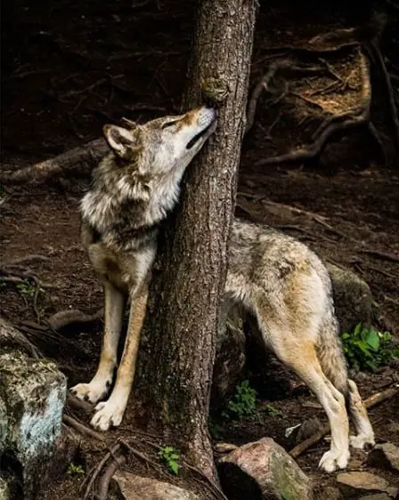 A Wolf standing under the tree with its body around the trunk