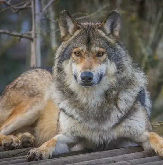 A Wolf lying on the wooden floor