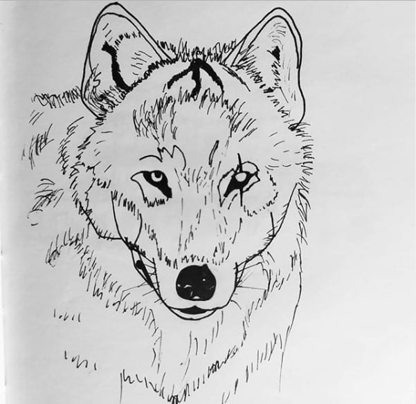 A drawing of a Wolf