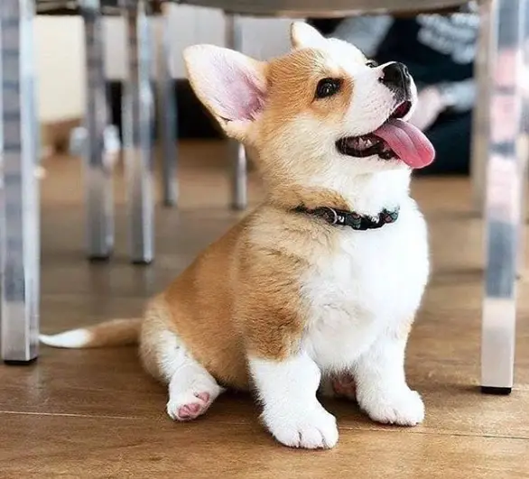 Pembroke Welsh Corgi puppy sitting on the wooden floor while looking up with its tongue out